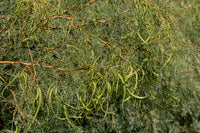 Prosopis glandulosa Seeds - Honey Mesquite