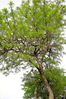 Prosopis glandulosa Seeds - Honey Mesquite