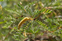 Prosopis glandulosa Seeds - Honey Mesquite