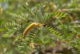 Prosopis glandulosa Seeds - Honey Mesquite