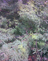 Prosopis Juliflora Seeds at Best Price in Dehradun | Sugatu Global Prosopis Juliflora Seeds at Best Price in Dehradun | Sugatu Global