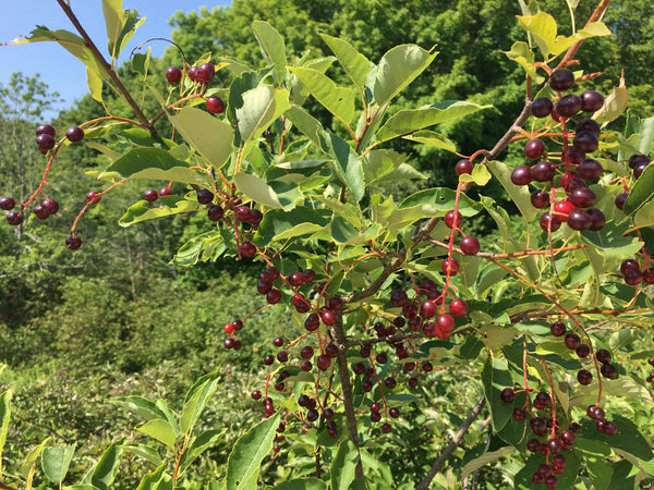 planting chokecherry seeds Prunus virginiana Seeds