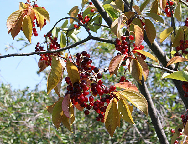 planting chokecherry seeds Prunus virginiana Seeds