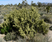 Purshia glandulosa Seeds - Mojave Antelope Brush