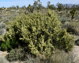 Purshia glandulosa Seeds - Mojave Antelope Brush