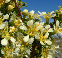 Purshia glandulosa Seeds - Mojave Antelope Brush