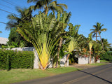 Ravenala madagascariensis Seeds - Traveler’s Palm