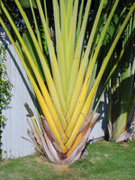 Ravenala madagascariensis Seeds - Traveler’s Palm