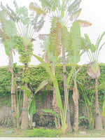 Ravenala madagascariensis Seeds - Traveler’s Palm