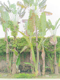 Ravenala madagascariensis Seeds - Traveler’s Palm