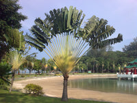 Ravenala madagascariensis Seeds - Traveler’s Palm