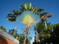 Ravenala madagascariensis Seeds - Traveler’s Palm