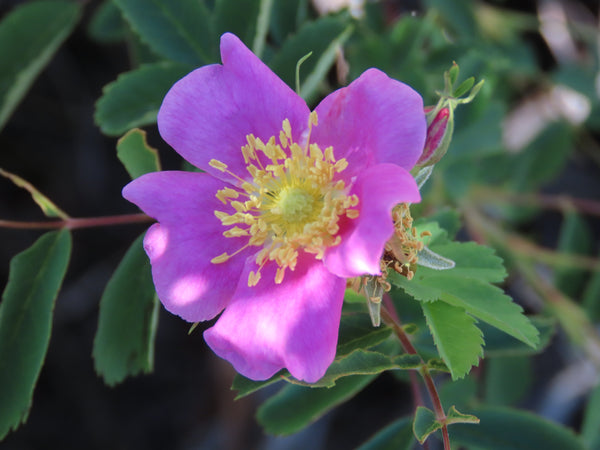wild prairie rose seeds Rosa woodsii Seeds