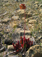 Sarracenia purpurea Seeds - Purple Pitcher Plant
