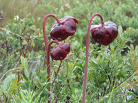 Sarracenia purpurea Seeds - Purple Pitcher Plant