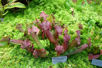 Sarracenia purpurea Seeds - Purple Pitcher Plant