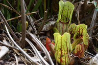 Sarracenia purpurea Seeds - Purple Pitcher Plant