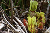 Sarracenia purpurea Seeds - Purple Pitcher Plant