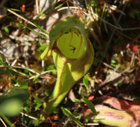 Sarracenia purpurea Seeds - Purple Pitcher Plant