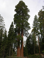 Sequoiadendron giganteum Seeds - Giant Sequoia