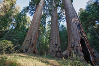 Sequoiadendron giganteum Seeds - Giant Sequoia