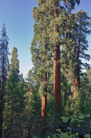 Sequoiadendron giganteum Seeds - Giant Sequoia