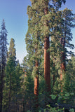 Sequoiadendron giganteum Seeds - Giant Sequoia