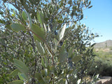 Simmondsia chinensis 10 Seeds - Jojoba