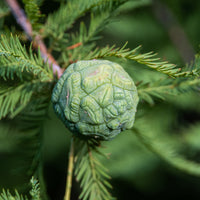 Taxodium distichum Seeds - Bald Cypress