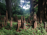 Taxodium distichum Seeds - Bald Cypress