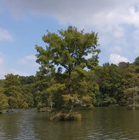 Taxodium distichum Seeds - Bald Cypress