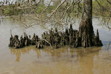 Taxodium distichum Seeds - Bald Cypress