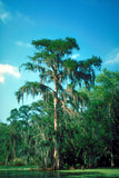 Taxodium distichum Seeds - Bald Cypress