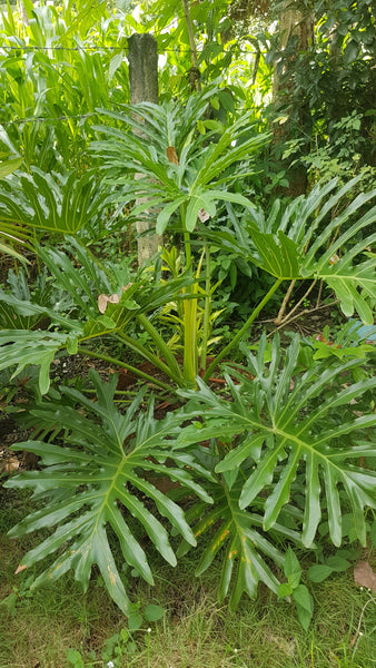 philodendron plant seeds Thaumatophyllum bipinnatifidum Seeds