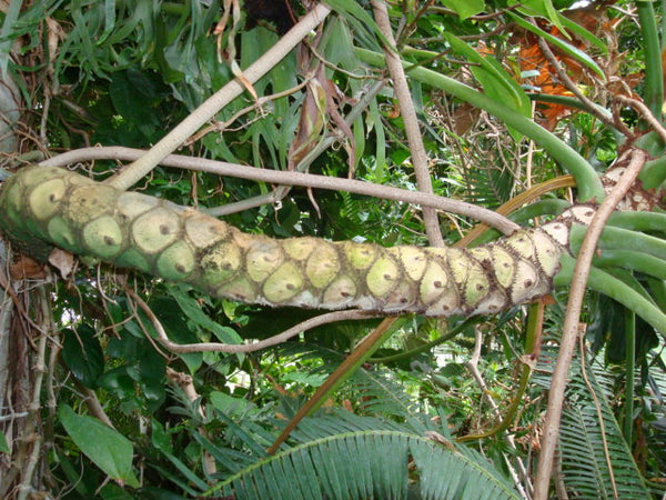 philodendron bipinnatifidum seeds Thaumatophyllum bipinnatifidum Seeds