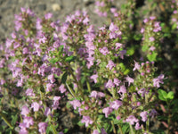 Thymus serpyllum Seeds 0.25g - Creeping Thyme