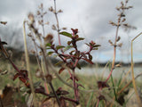 Thymus serpyllum Seeds 0.25g - Creeping Thyme