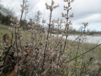 Thymus serpyllum Seeds 0.25g - Creeping Thyme