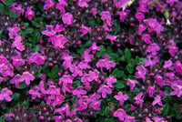 Thymus serpyllum Seeds 0.25g - Creeping Thyme