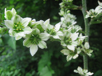 Veratrum album Seeds - White Hellebore