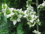 Veratrum album Seeds - White Hellebore