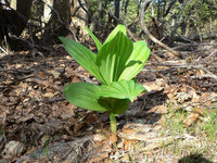 Veratrum album Seeds - White Hellebore