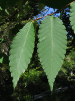 Zelkova serrata Seeds - Japanese Zelkova