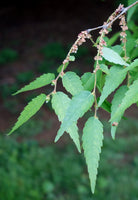 Zelkova serrata Seeds - Japanese Zelkova