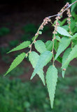 Zelkova serrata Seeds - Japanese Zelkova