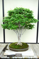 Zelkova serrata Seeds - Japanese Zelkova