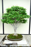 Zelkova serrata Seeds - Japanese Zelkova