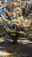 Zelkova serrata Seeds - Japanese Zelkova