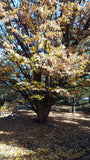 Zelkova serrata Seeds - Japanese Zelkova