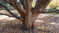 Zelkova serrata Seeds - Japanese Zelkova